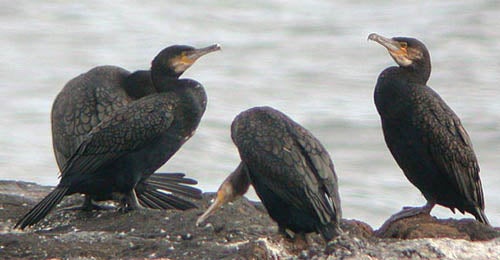 Great%20Cormorant.jpg