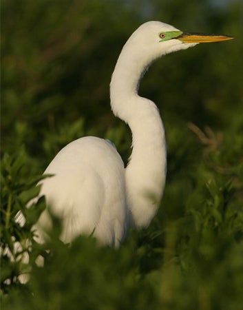 Great%20Egret.jpg