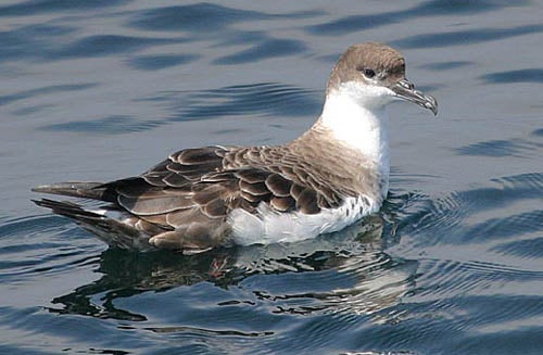 Greater%20Shearwater.jpg