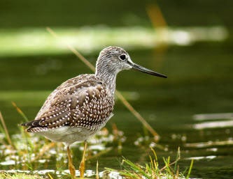 Greater%20Yellowlegs.jpg