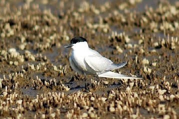 Gull-billed%20Tern.jpg