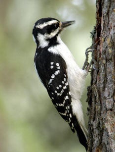 Hairy%20Woodpecker.jpg