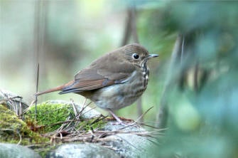 Hermit%20Thrush.jpg