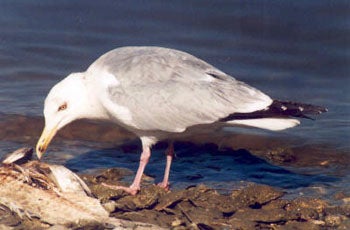 Herring%20Gull.jpg