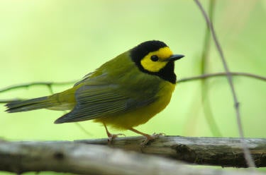 Hooded%20Warbler.jpg