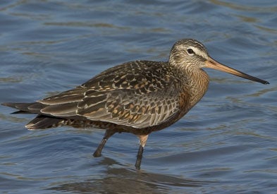 Hudsonian%20Godwit.jpg