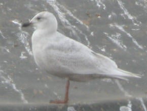 Iceland%20Gull.jpg