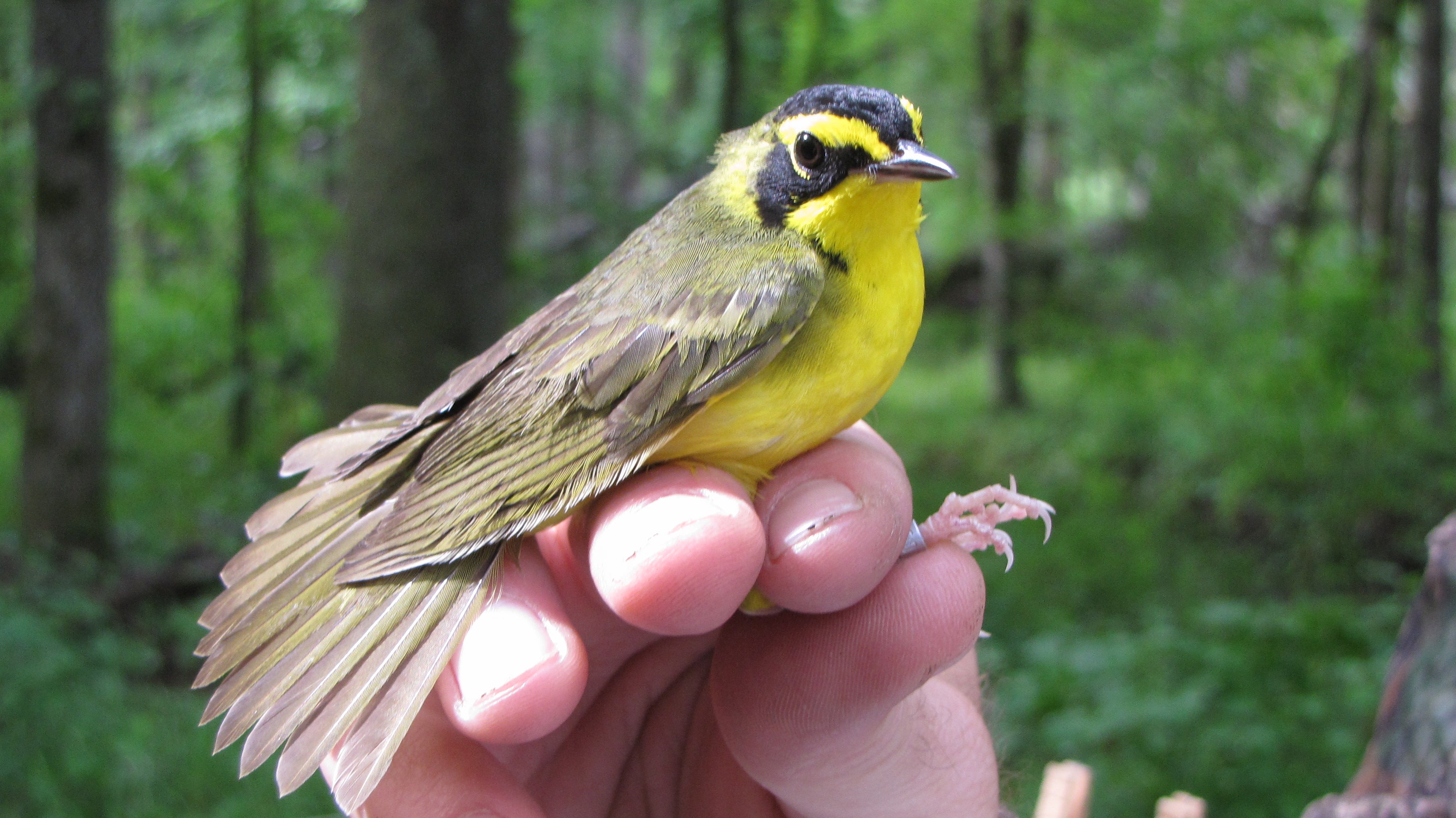 Kentucky%20Warbler.jpg