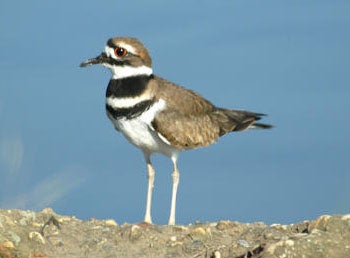 Killdeer.jpg