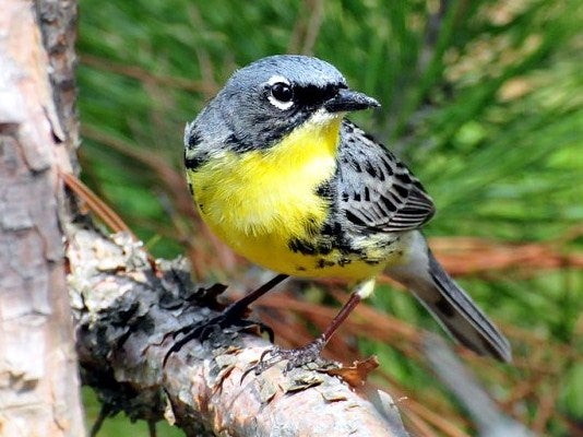 Kirtland's%20Warbler%20Male.jpg