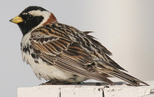 Lapland%20Longspur.jpg