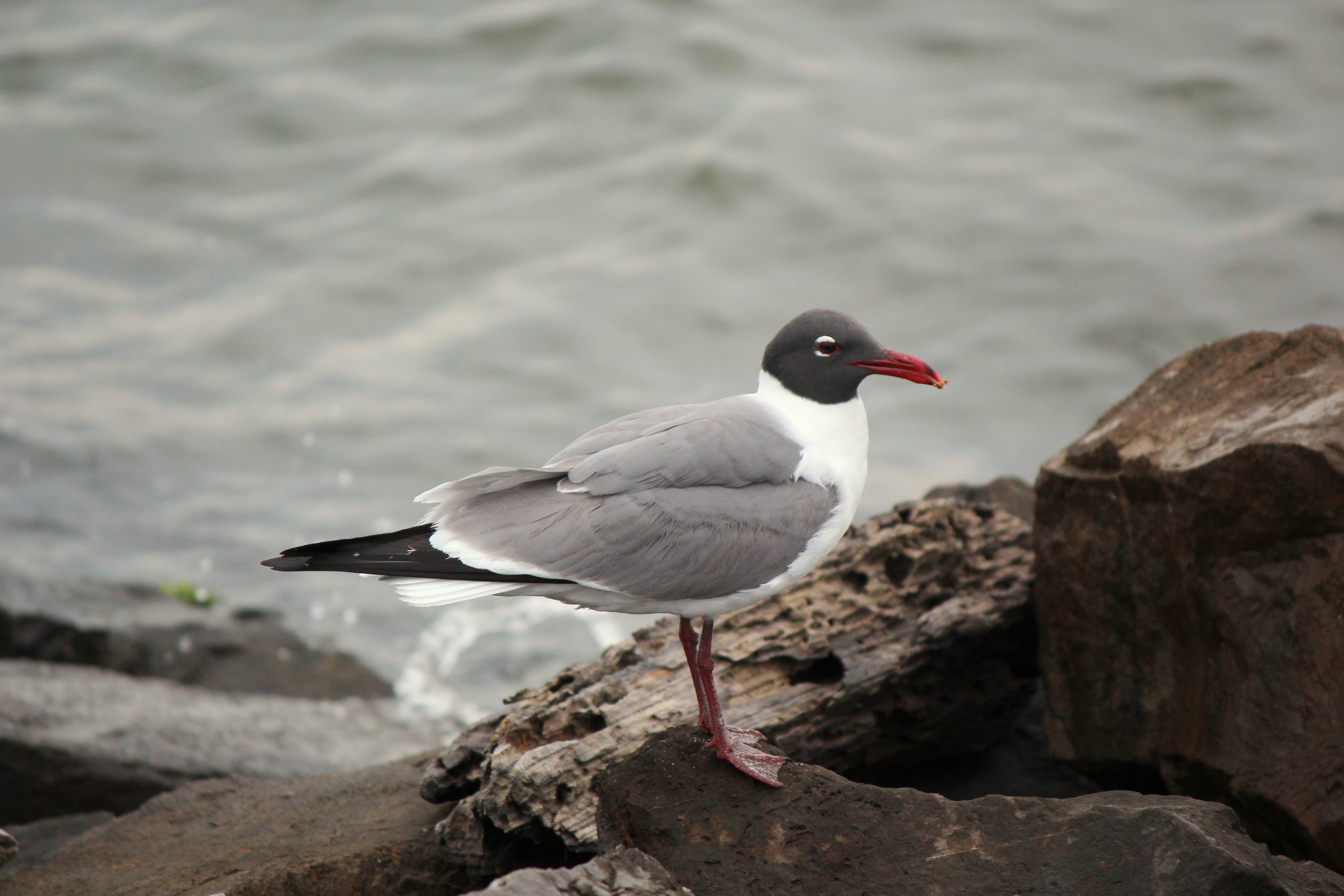 Laughing%20gull.jpg