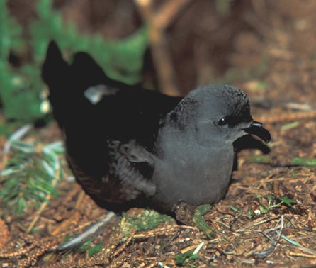 Leach's%20Storm-Petrel.jpg