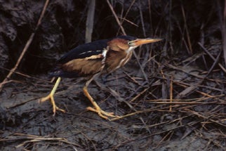 Least%20Bittern.jpg