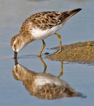 Least%20Sandpiper.jpg