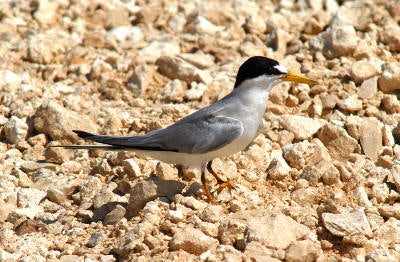 Least%20Tern.jpg