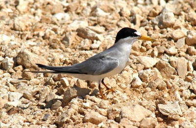 Least%20Tern.jpg