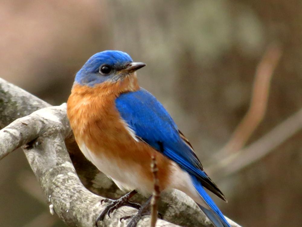 Eastern Bluebird | Outdoor Alabama