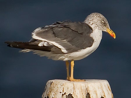 Lesser%20Black-backed%20Gull.jpg