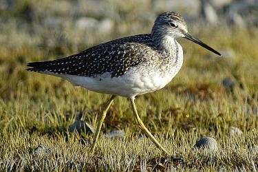 Lesser%20Yellowlegs.jpg