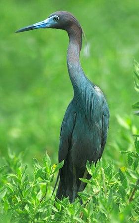 Little%20Blue%20Heron.jpg