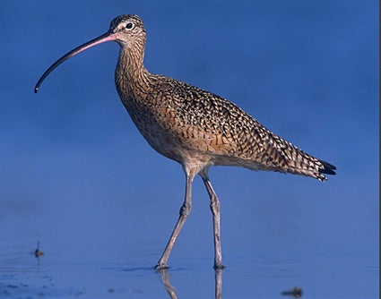 Long-billed%20Curlew.jpg