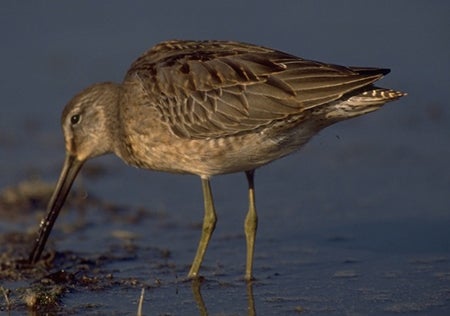 Long-billed%20Dowitcher.jpg