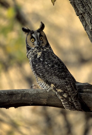 Long-eared%20Owl.jpg