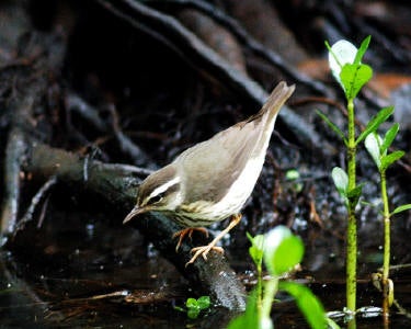 Louisiana%20Waterthrush.jpg