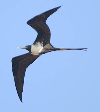 Magnificent%20Frigatebird.jpg