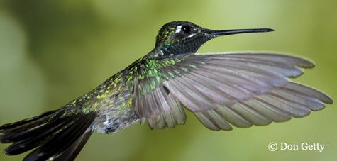 Magnificent%20Hummingbird.jpg