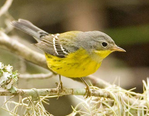 Magnolia%20Warbler.jpg