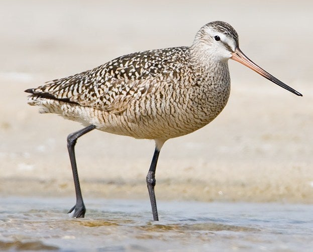 Marbled%20Godwit.jpg