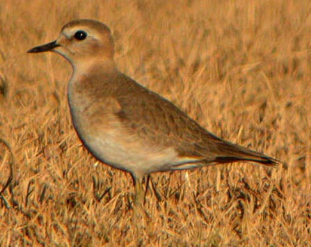 Mountain%20Plover.jpg