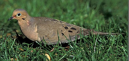 Mourning%20Dove.jpg