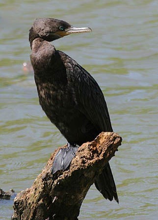 Neotropic%20Cormorant.jpg