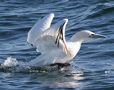 Northern%20Gannet.jpg