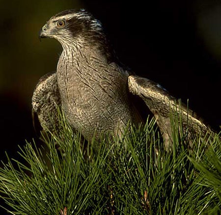 Northern%20Goshawk.jpg