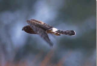 Northern%20Harrier.jpg