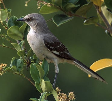 Northern%20Mockingbird.jpg