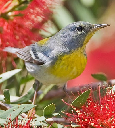 Northern%20Parula.jpg