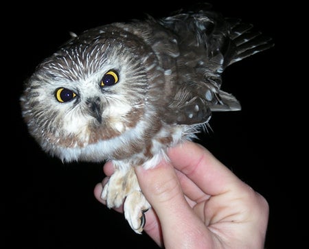 Northern%20Saw-whet%20Owl.jpg