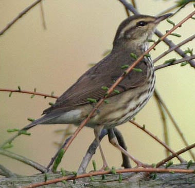 Northern%20Waterthrush.jpg