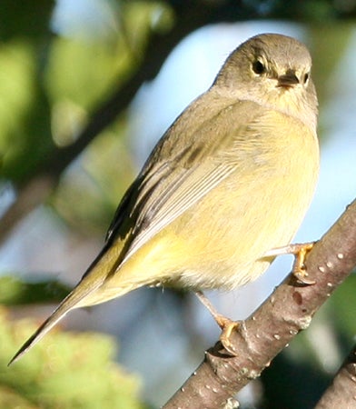 Orange-crowned%20Warbler.jpg