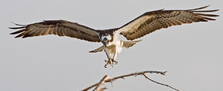 Osprey.jpg