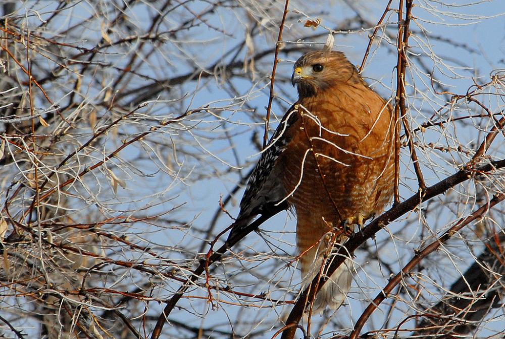 Red Hawk