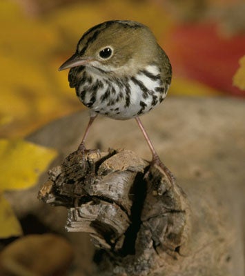 Ovenbird.jpg