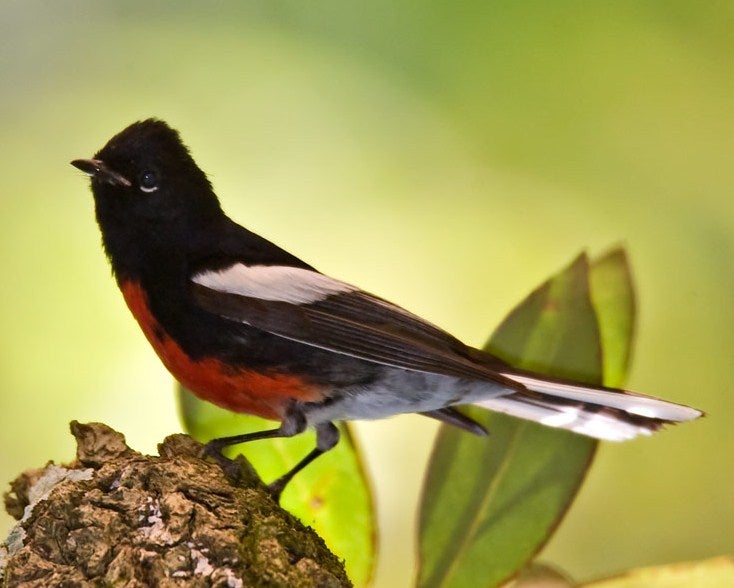 Painted%20Redstart.jpg