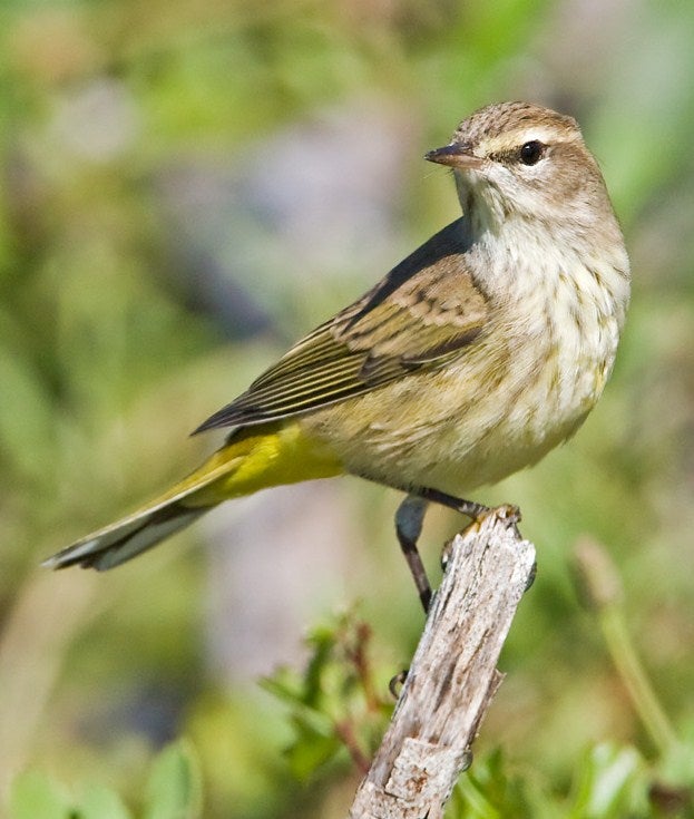 Palm%20Warbler.jpg