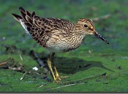 Pectoral%20Sandpiper.jpg